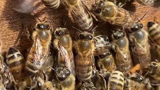 Bienen Nahaufnahme