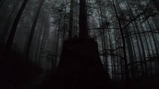 Relaxing Foggy Hike - Big Cedar And Kennedy Falls