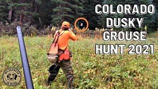 Multiple Coveys! | Colorado Dusky Grouse Hunting 2021