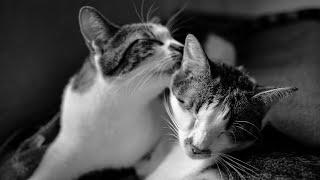 Dealing with an Aggressive Cat: Tips & Techniques