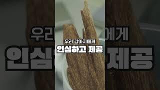 세종대왕도 사랑한 귀한 약재, 침향이 들어간 강아지 영양제?!