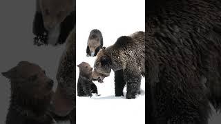 Grizzly Bear Family-Wildlife Photography-Jackson Hole/ Grand Tetons /Yellowstone #shorts #wildlife