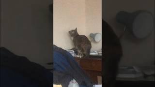 Something has the cat’s attention 