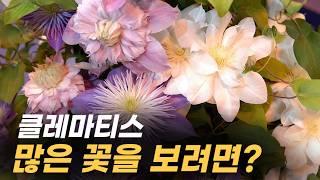 클레마티스 2월달에 하면 꽃을 더 많이 보는 관리법