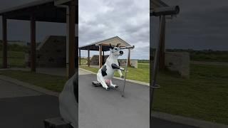 #art #cow #tourism #ocean #sea #coast  #australia