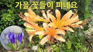 가을 꽃들이 피네요. Fall flowers are starting to bloom.