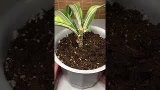 Обрезка и укоренение драцены #shorts #драцена #dracaena