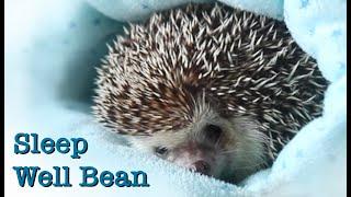 Hedgehog Bedtime | Bean Sleeping Time | Hedgehog Funny Video | Prickle Peeps