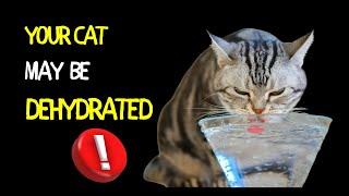 Your Cat May Be Dehydrated | How to Spot and Treat Feline Hydration Problems