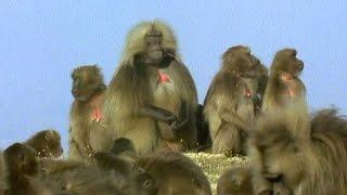 Gelada Baboon Sexual Tension | Battle of the Sexes in the Animal World | BBC Earth