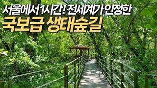 여기는 반드시 오셔야 합니다! 전세계가 인정한 국보급 숲길 트레킹 코스 | 대중교통 여행 | 당일치기 여행 | 경기도 남양주