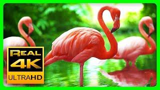 Unglaubliche Farben der Natur in 4K  Vögel und Blumen - Entspannende Musik - 2 Stunden 4K UHD