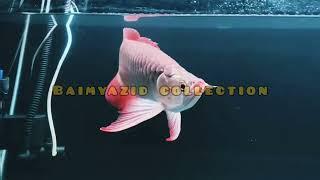 amazing 4 super red arowana fish in fresh water tank