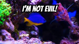 Not All Damselfish Are Evil - Here's the Truth