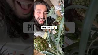 Growing pineapples in your house!  creative explained