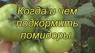 Подкормка томатов, которая [значительно] повысит урожай. Когда и чем подкормить помидоры.