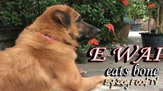 E WAI eats bone episode 363| By Dog Food TV