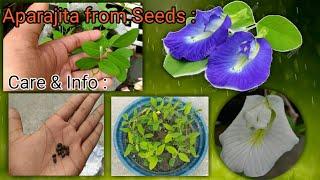 How to grow Aparajita from Seeds|| Care & Tips |||