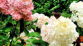 Over 10 Hydrangeas in Depth Look ~ Smooth and Panicle Type // Suburban Oasis