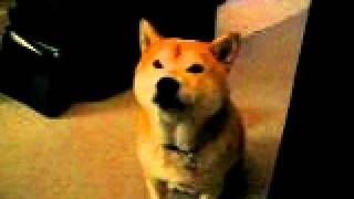 Shiba Inu - Taro Talking