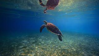 World Sea Turtle Day 2023 - Kuredu Island Resort