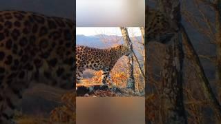 Majestic Amur Leopard in the wild. #wildlife #animals #leopard #siberia #wildcat #landscape