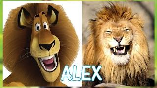 Madagascar Real Life All Characters [HD] 2017