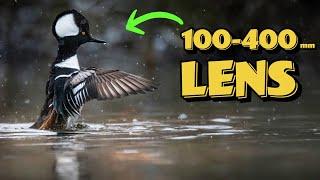 How Good is a 100-400mm Lens for Wildlife Photography? (OM System)