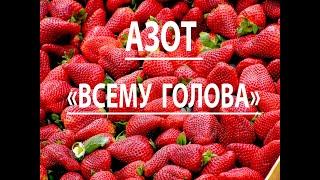 Азот "всему голова". Роль азота в "жизни" клубники.