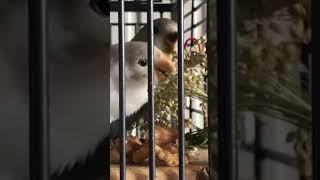 Bird Parrot Aga Papagei Baby PET