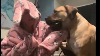 Classic Molly The Boerboel Look Molly I’m a Wabbit !  #viral #boerboel #trending