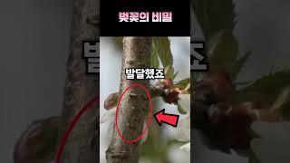 당신이 몰랐던 벚꽃의 비밀...ㄷㄷㄷ