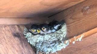 Maiden Voyage of a Fledgling Barn swallow (Hirundo rustica)