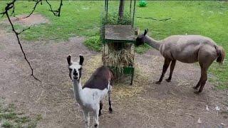 High Park's latest luxury llama log cabin