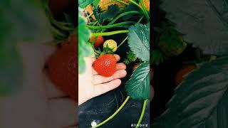 КЛУБНИКА ЕЛИЗАВЕТА 2 | СОБИРАЕМ УСЫ #shorts