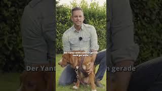 Aufgeregter Hund? So beruhigst du ihn sofort!