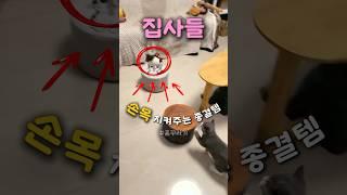 집사들 손목 지켜주는 종결템 #고양이 #자동장난감