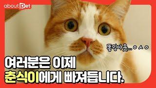 감자랑 맛동산으로 하는 고양이 건강 체크법 l 집사는 모른다 EP.4 임춘식 l 어바웃펫