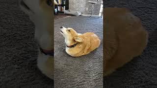 Corgi is a potato