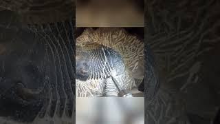 paralejurus trilobite #trilobite #fossils #ammonites