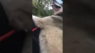 #shorts #айс #хаски #хаскивидео #хаскибандит #видеоархив 