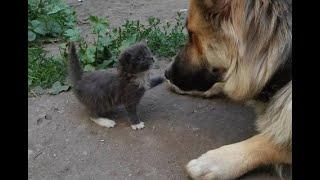  I'm the boss here!  Funny video with dogs, cats and kittens! 