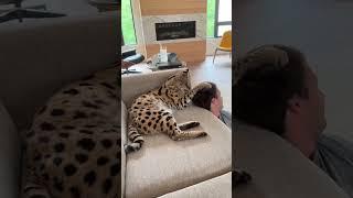 Chloe the serval attacks her dad :(