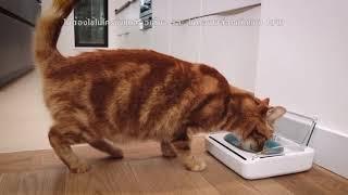 The SureFeed Sealed Pet Bowl from SureFlap