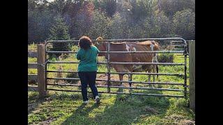 WE HAVE COWS!!! Bringing them home. The learning begins.