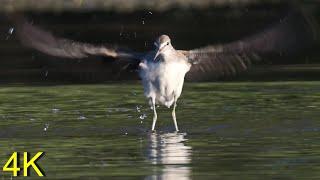 Waldwasserläufer auf dem Herbstzug -- Green Sandpiper on Autumn Migration