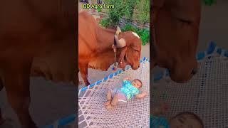 #cowvideo #ytshorts #trending #cowshorts