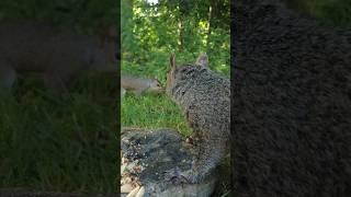 松鼠是這樣守護自己的堅果的｜Nut Defense Battle: The Brave Squirrel’s Fight for Food #squirrel