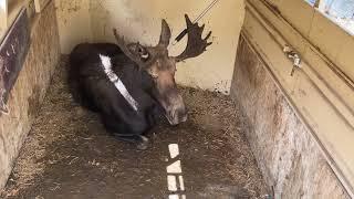 F&G relocates moose from Hidden Springs community (2024)