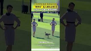 高校运动会开幕式走秀表演，“狗狗学长”乱入成功占领C位，不料下一秒被人满场追！#运动会 #狗狗 #高校 #记录校园生活 #shorts